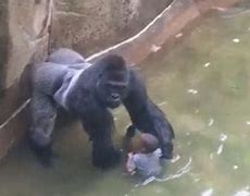 Image result for Boko Harambe Meme