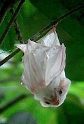 Image result for Cute Albino Bat