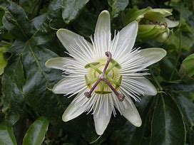 Image result for Passiflora caerulea Constance Elliot