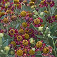 Image result for Helenium Ruby Tuesday