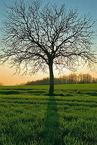 Image result for Apple iPhone Tree Wallpaper