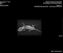 Image result for Gecko Toolkit Bypass Disabled