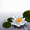 Image result for Zen Lotus Wallpaper