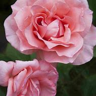 Image result for Hot Pink Hybrid Tea Roses