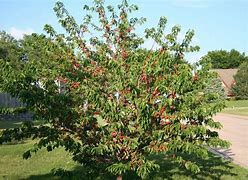 Afbeeldingsresultaten voor Prunus avium Lapins