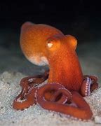Image result for Octopus Head