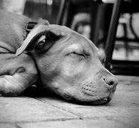 Image result for Aplikacije Za Tapet Pitbull