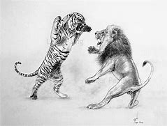 Image result for Lion Tiger Drawing
