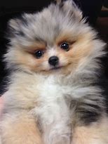 Image result for Pomeranian Tan and White and Grey