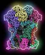 Image result for Cytochrome
