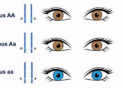 Image result for Eye Biology Phenotype