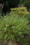 Image result for Caryopteris clandonensis Worcester Gold