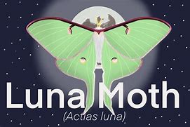 Image result for Luna Moth Range Map