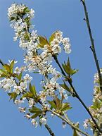 Image result for Prunus avium Bigarreau Van Helmen