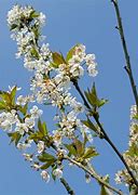 Image result for Prunus avium Bigarreau Van