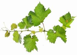 Image result for Identify Grape Vine Leaves
