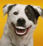 Image result for Dog Smiling with Human Teeth