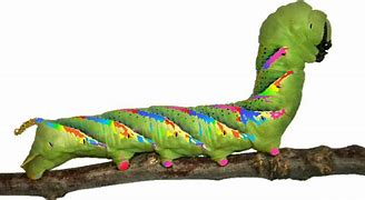 Image result for Caterpiller Smartphone