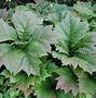 Image result for Rodgersia Maurice Mason