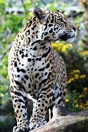 Image result for felino