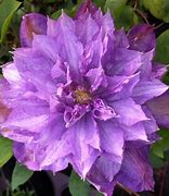 Image result for Clematis for Shade