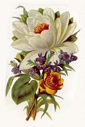 Image result for Vintage White Blossom Clip Art Free