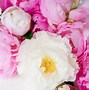 Image result for Free Peonies Wallpaper