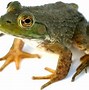 Image result for De Press Frog