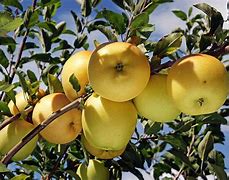Image result for Australia Apple Tree