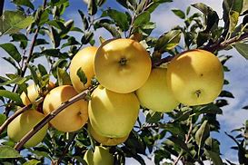 Image result for Golden Apple Tree