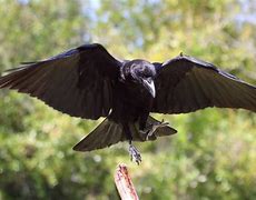 Image result for Crow Predators