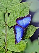Image result for Iridescent Butterfly