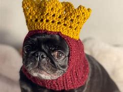 Image result for King Pug Costume