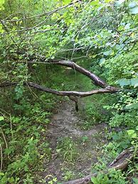Image result for Delnor Woods Park, IL
