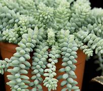 Image result for Types of Hanging Succulent Plants