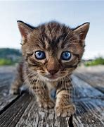 Image result for Cats Fish Eye Lens
