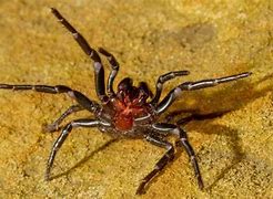 Image result for Australian Funnel Web Spider Bite