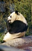 Image result for Giant Panda Animal