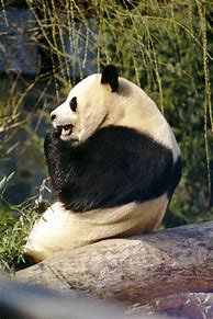 Image result for Giant Panda Threats