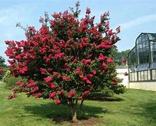 Image result for Dwarf Trees