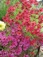 Image result for Coreopsis (x) Limerock Passion ®