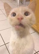 Image result for Broken Cat Jaw