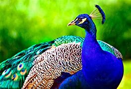 Image result for Peacock Background