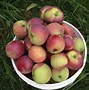 Image result for Storing Apples