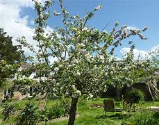 Image result for James Grieve Apple Tree