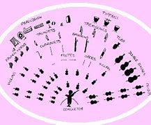 Image result for Musical Instruments Orchestra