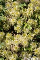 Image result for Herbaceous Clematis