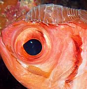 Image result for Cymothoid Isopod