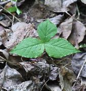 Image result for Vine with Three Leaves