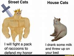 Image result for Weak Cat Meme
